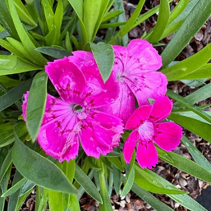 Dianthus_superbus_tiny_pleasure_rose_3