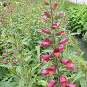 Digitalis illumination cherry brandy