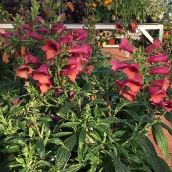 Digitalis_illumination_cherry_brandy_1