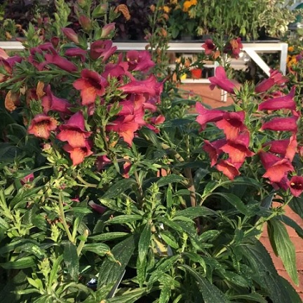 Digitalis_illumination_cherry_brandy_1