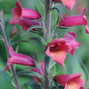 Digitalis_illumination_cherry_brandy_3