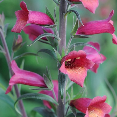 Digitalis_illumination_cherry_brandy_3
