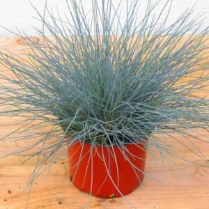 Festuca Eisvogel