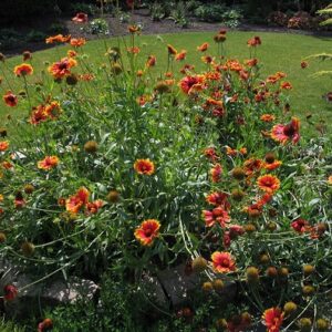 Gaillardia grandiflora arizona sun