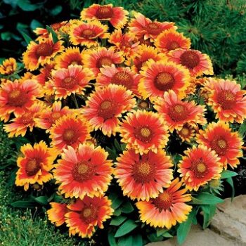 Gaillardia_grandiflora_arizona_sun_1