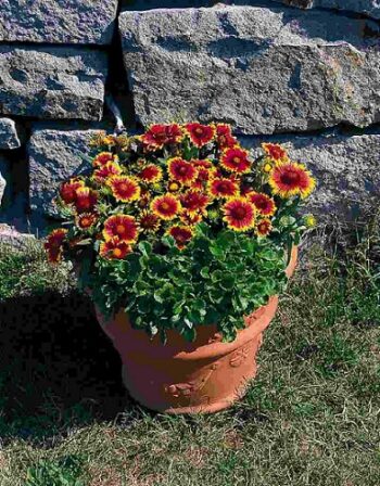 Gaillardia_grandiflora_arizona_sun_2