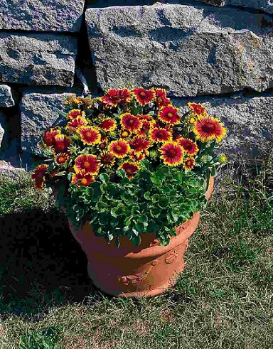 Gaillardia_grandiflora_arizona_sun_2