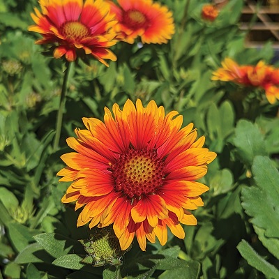 Gaillardia_grandiflora_arizona_sun_3
