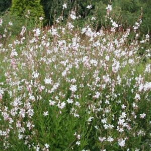 Gaura lindheimeri gambit white
