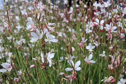 Gaura_indheimeri_gambit_white_1