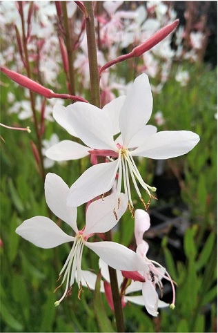 Gaura_indheimeri_gambit_white_3