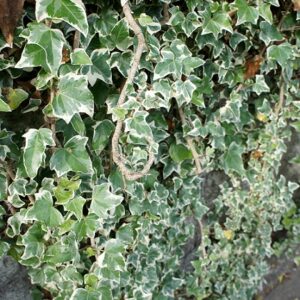 Hedera helix eva