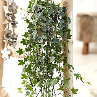 Hedera_helix_eva_1