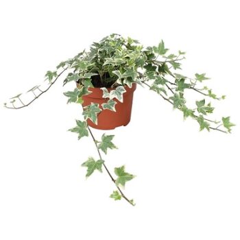 Hedera_helix_eva_2