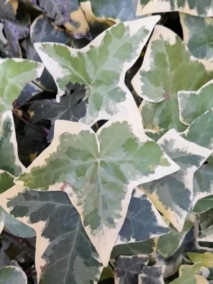 Hedera_helix_eva_3
