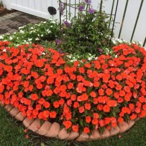 Impatiens neu-guinea compact electric orange