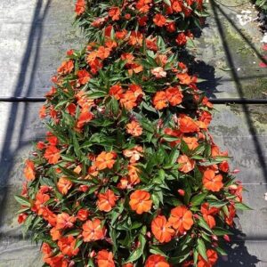 Impatiens neu-guinea magnifico orange