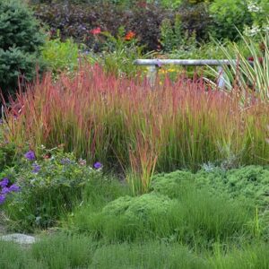 Imperata Cylindrica Red Baron