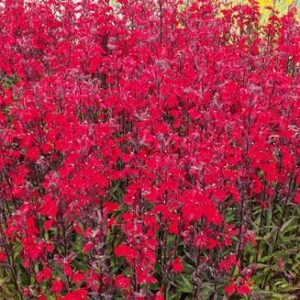 Lobelia speciosa fanship scarlet