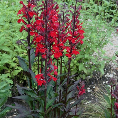 Lobelia_speciosa_fanship_scarlet_1