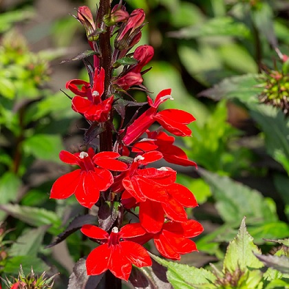 Lobelia_speciosa_fanship_scarlet_2