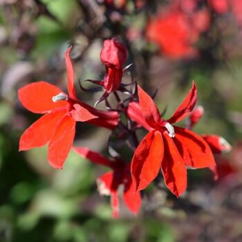 Lobelia_speciosa_fanship_scarlet_3