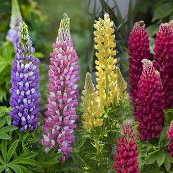 Lupinus_polyphyllus_mix_1