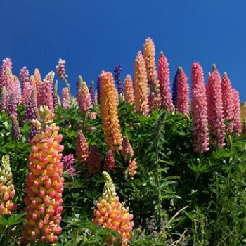 Lupinus_polyphyllus_mix_2