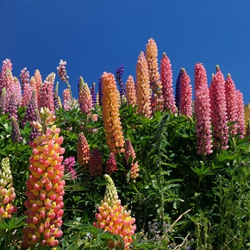 Lupinus_polyphyllus_mix_2