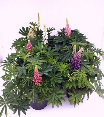 Lupinus_polyphyllus_mix_3