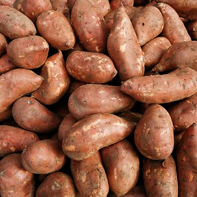 Patate_douce_erato_deep_orange_2