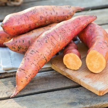 Patate_douce_erato_deep_orange_3