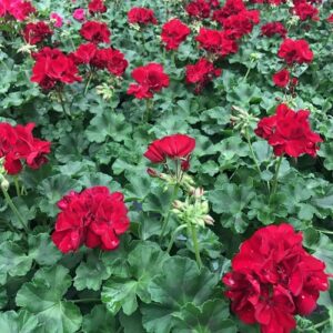 Pelargonium lierre double medio dark red (karolina)