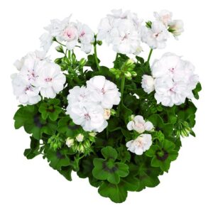 Pelargonium lierre double medio white (lona)