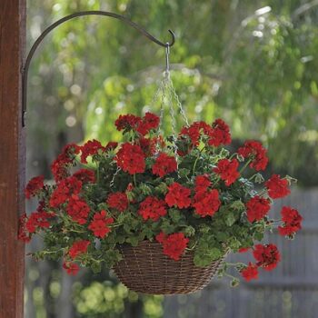 Pel_LD_sunflair_dark_red_2
