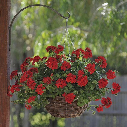 Pel_LD_sunflair_dark_red_2