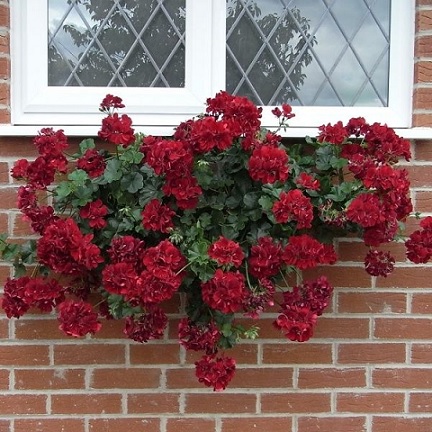 Pel_LD_sunflair_dark_red_3