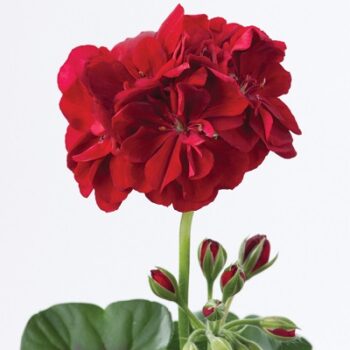 Pel_LD_sunflair_dark_red_4