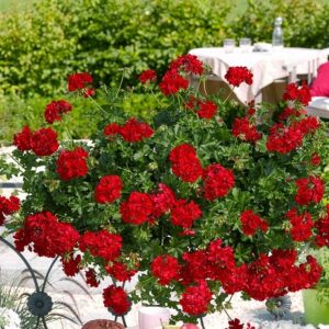 Pelargonium lierre double sunflair red (paula)