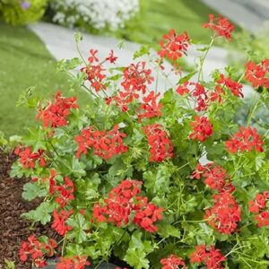 Pelargonium lierre simple decora red (impérial) X1