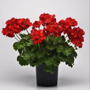 Pelargonium inter galaxy dark red