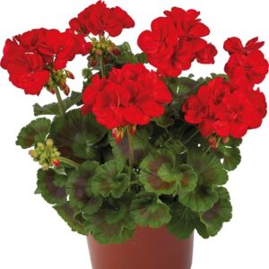 Pelargonium inter galaxy red