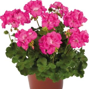 Pelargonium inter galaxy rose