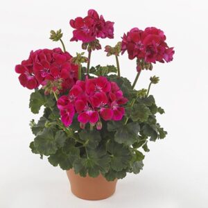 Pelargonium zonale dolce vita purple eye (mia)