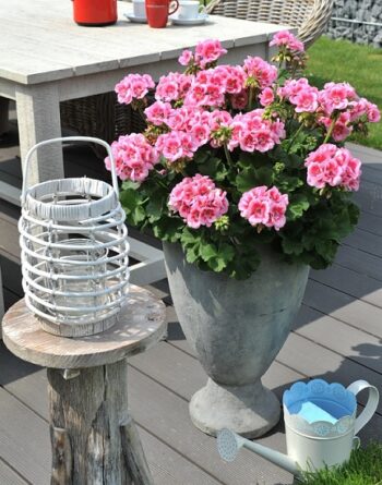 Pel_zon_smart_splash_2