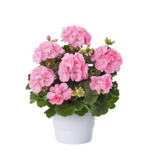 Pelargonium zonale trend light pink (gesa)
