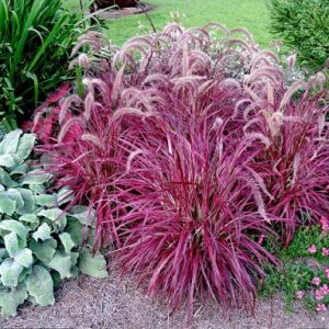 Pennisetum Advena Fireworks