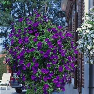 Petunia blue