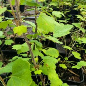 Ribes rubrum - Summer Pearls® Red