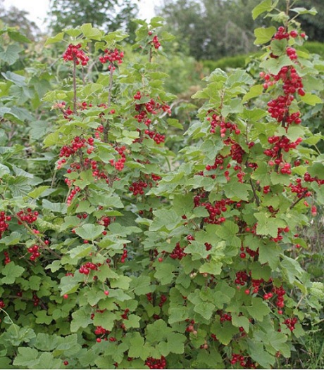 Ribes_rubrum_Summer_Pearls_Red_1